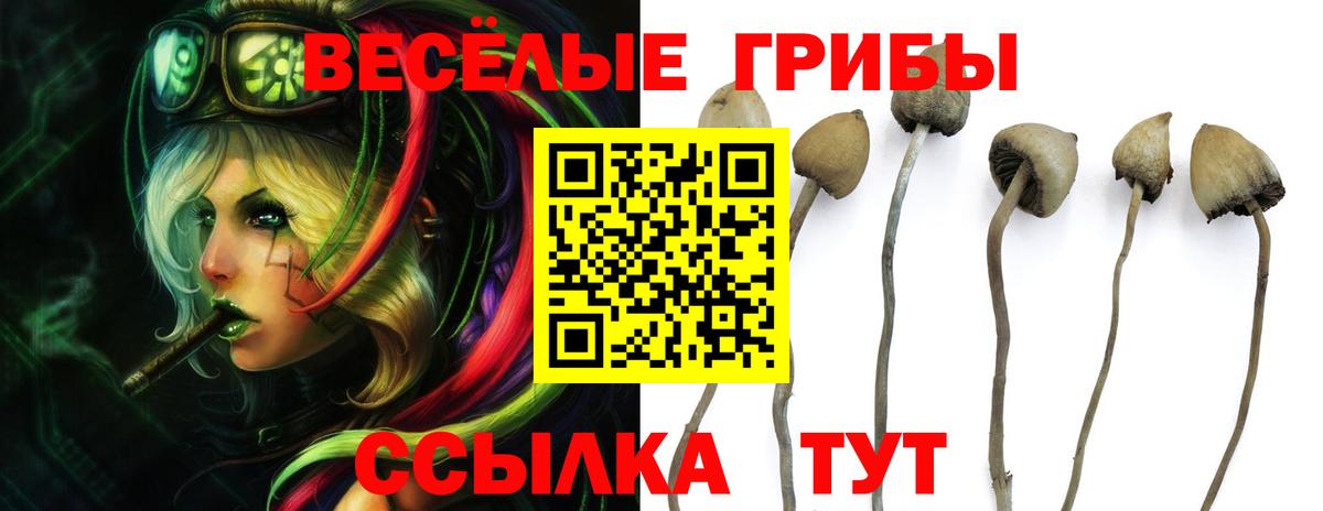 Псилоцибиновые грибы мицелий  Галлюциногенные грибы Cubensis  где найти   Ливны 